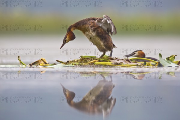 Great Crested Grebe (Podiceps cristatus) pair on nest, Bavaria, Germany