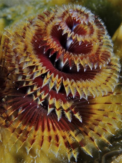Christmas tree worm (Spirobranchus giganteus)