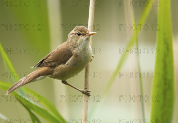 Eurasian Reed Warbler (Acrocephalus scirpaceus), Mecklenburg-Western Pomerania, Germany