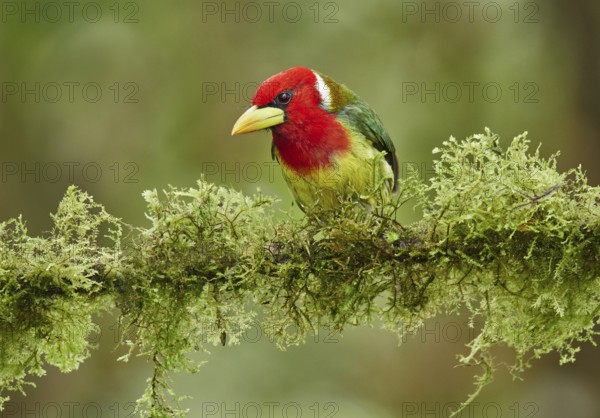 Red-headed Barbet (Eubucco bourcierii) male perched on a mossy branch, Ecuador