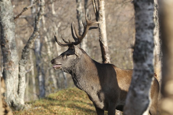 Red deer (Cervus elaphus elaphus) stag during the rut in a birch forest. These are the only animals of the species Cervus elaphus elaphus worldwide that have avoided mixing with other subspecies. These small groups are considered endangered, Lapland, Sweden