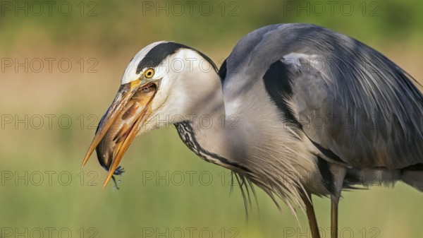 Grey Heron (Ardea cinerea) with fish prey in its beak, Hungary