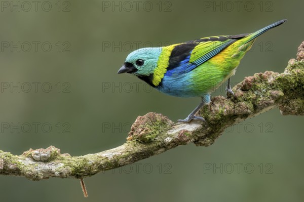 Green-headed Tanager (Tangara seledon) perched on a branch in the Atlantic Rainforest of Brazil