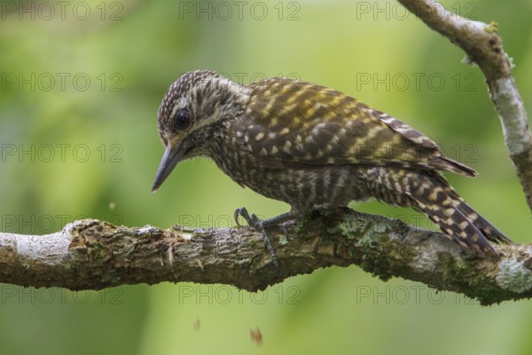 White-spotted Woodpecker (Veniliornis spilogaster) perched on a branch in the Atlantic rainforest of southeast Brazil