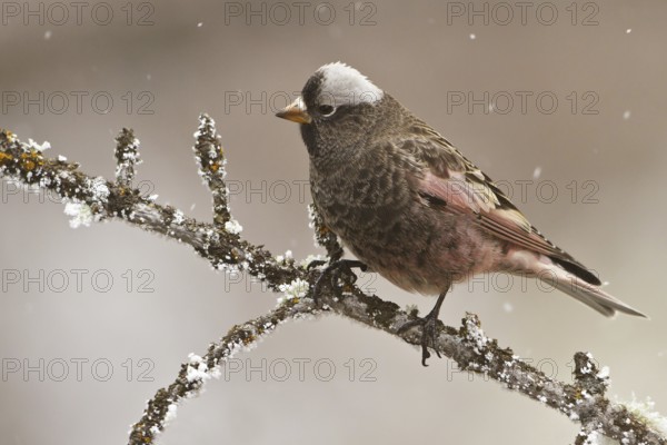 Black Rosy Finch (Leucosticte atrata), New Mexico, USA