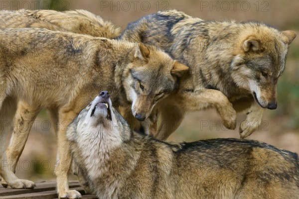 Three wolves interacting and playing, Wolf (Canis Lupus), Germany