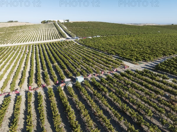 Vintage at the La Canariera vineyard of the Bodega González Byass near the town of Jerez de la Frontera. Aerial view. Drone shot. Cádiz province, Andalusia, Spain