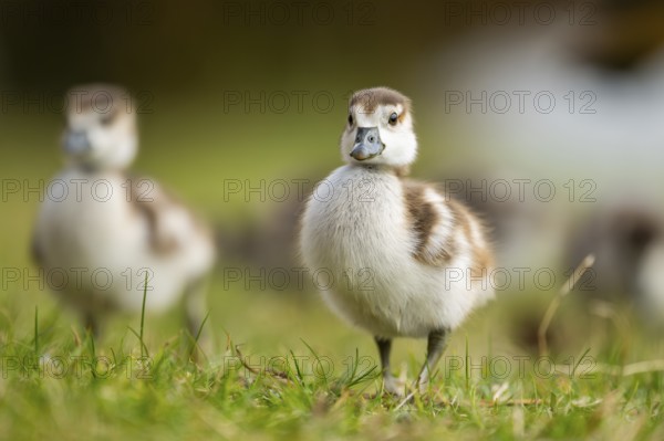 Egyptian goose (Alopochen aegyptiaca) cute chicks on a meadow at the shore of a lake, Bavaria, Germany