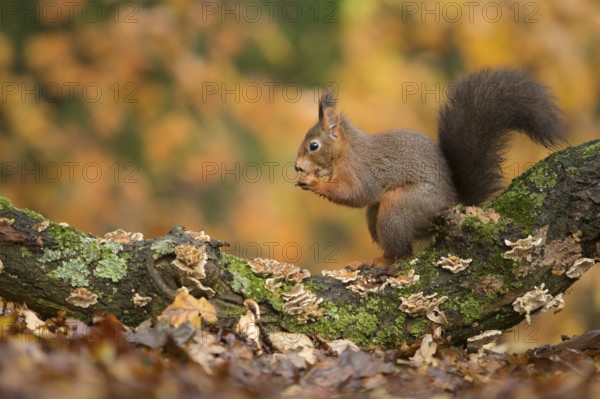 Eurasian Red Squirrel (Sciurus vulgaris) nibbling on hazelnut, Netherlands