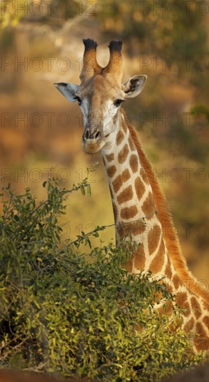 Giraffe, Steppengiraffe, Giraffa camelopardalis, giraffe, jirafa, girafe
