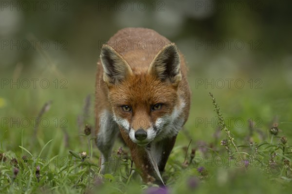 Red fox (Vulpes vulpes) adult animal in countryside grassland in summer, England, United Kingdom