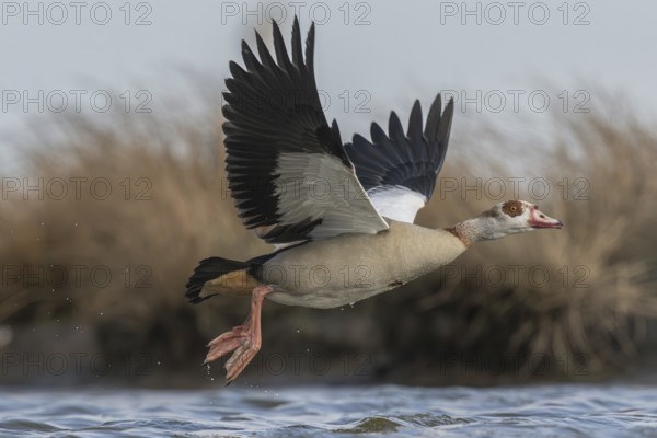 Egyptian Goose (Alopochen aegyptiaca) taking flight, Schleswig-Holstein, Germany
