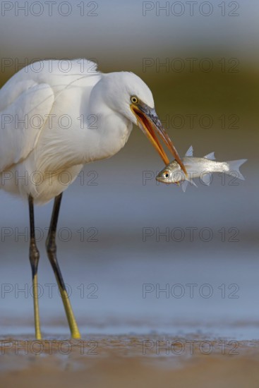 Western Reef Heron, Western Reef-Heron, Western Reef-Egret, (Egretta gularis), Garceta Dimorfa, Raysut, Salalah, Dhofar, Oman