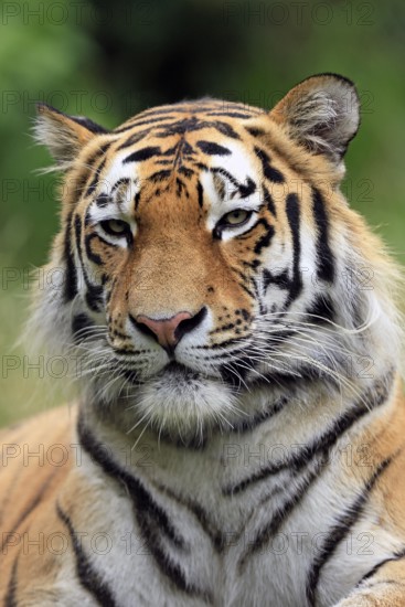 Siberian tiger (Panthera tigris altaica), adult, alert, portrait