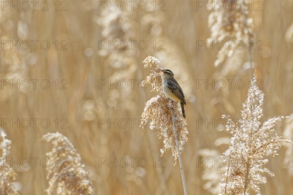 Eurasian reed warbler (Acrocephalus scirpaceus) perched on dry reed stem in wetland habitat, illuminated by warm spring sunlight with soft golden background and shallow depth of field, Poland