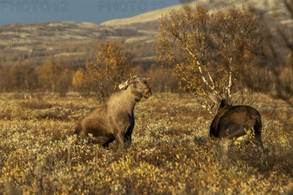 The young bull moose (Alces alces) stands up on his hind legs to fend off the attack of the cow moose, probably got too close to her, fight, anger, aggressive, fight, defence, moose rut, rutting season, autumn, Ruska, September, Norway