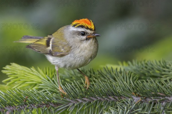 Golden-crowned Kinglet (Regulus satrapa) perched on a branch in Seward, Alaska