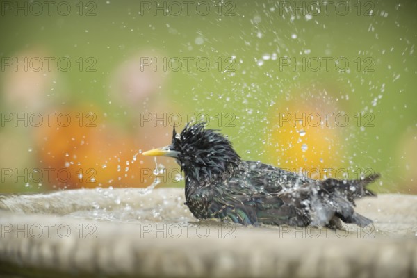 European starling (Sturnus vulgaris) adult bird washing in a bird bath, Suffolk, England, United Kingdom