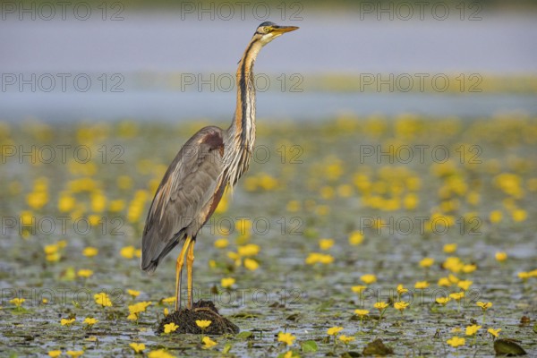 Purple heron (Ardea purpurea) amidst flowering water lilies Hungary