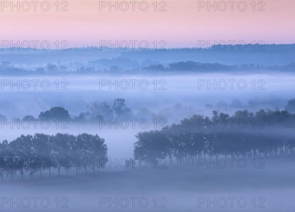 Morning atmosphere in the Saale Valley, fog passes through rows of trees at dawn in autumn, Naumburg, Saxony-Anhalt, Germany