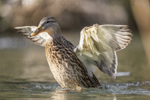 Mallard (Anas platyrhynchos) female on a lake, Bavaria, Germany