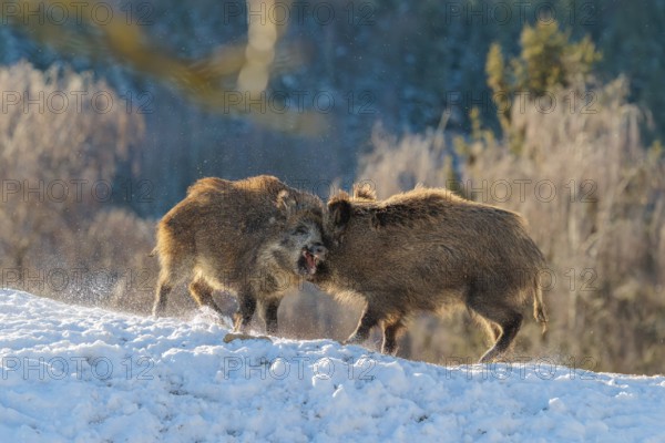 Two young wild boars (Sus scrofa) wrestle with each other in the backlight of the sun in a clearing. Their raised dorsal crests glow in the light. Bavaria, Germany
