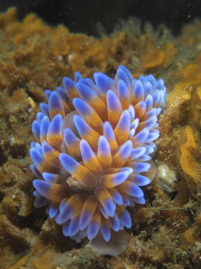 Silver-tipped nudibranch (Janolus capensis)