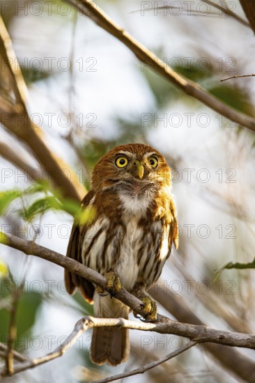 Brazilian Pygmy Owl Claucidium brasilianum) Pantanal Brazil