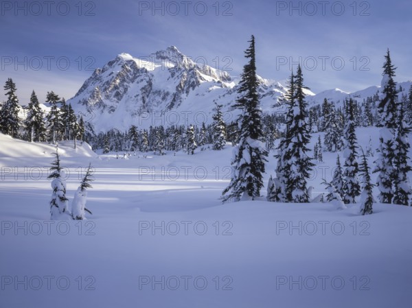 A stunning view of a snow covered mountain range under a clear blue sky, with tall evergreen trees scattered across the pristine white landscape