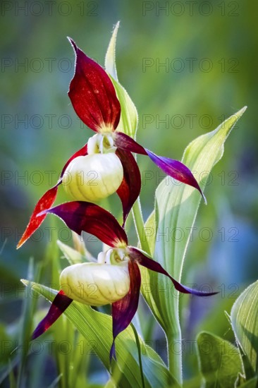 Orchids, Lady's slipper, (Cypripedium calceolus), Lower Saxony, Federal Republic of Germany