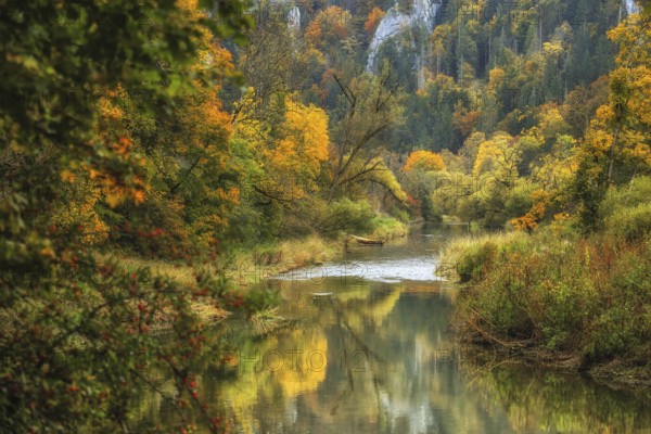 The Danube snakes through a colorful autumn forest where the colors of the leaves are reflected in the water, Stiegelesfelsen nature park Reserve, Upper Danube Nature Park, Fridingen, Tuttlingen District, Baden-Württemberg, Germany
