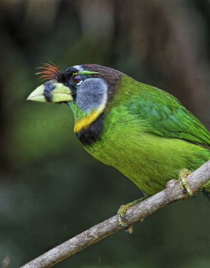 Fire-tufted Barbet (Psilopogon pyrolophus) perched on a branch, Selangor, Malaysia