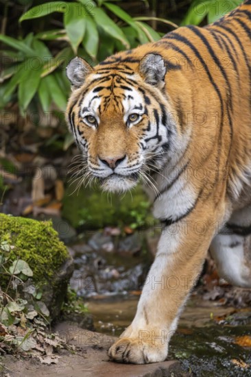 Siberian tiger or Amur tiger (Panthera tigris altaica) walking on the ground in autumn, captive, Germany