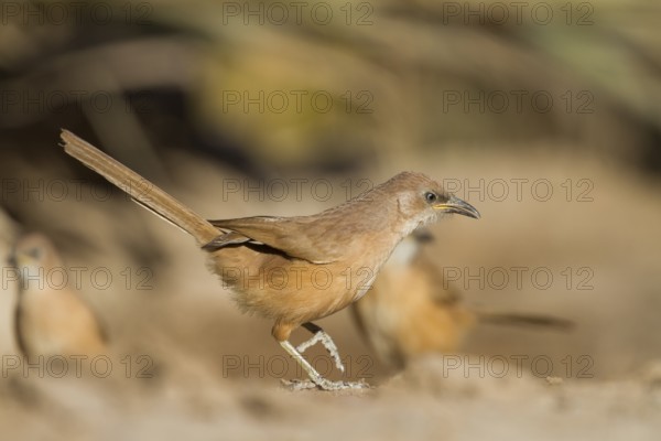 Fulvous Babbler - Akaziendrossling - Argya fulva ssp. maroccana, Morocco
