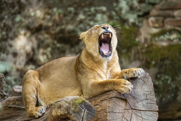 Asiatic lion (Panthera leo persica) female lying on a tree trunk, yawing, portrait, captive, Germany