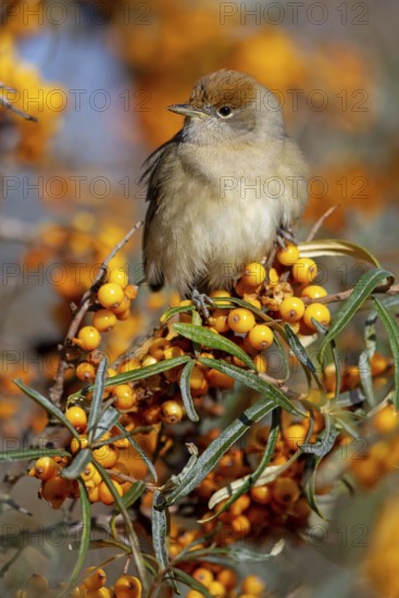 Blackcap (Sylvia atricapilla), Fauvette à tête noire, Curruca Capirotada, Branch, branch, Ormoz area, Ormoz, Podravska, Slovenia
