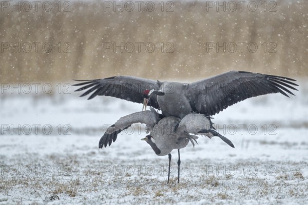 Common Crane (Grus grus) pair mating, Mecklenburg-Western Pomerania, Germany