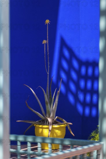 Majorelle Garden, botany, flora, cactus, plant, botany, tropical, climate, architecture, indigo, blue, yellow, complementary, contrast, colour contrast, complementary contrast, play of light, shadow, light, park, decoration, attraction, travel, holiday, Marrakech, Morocco