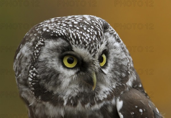 Boreal Owl (Aegolius funereus), Saskatchewan, Canada