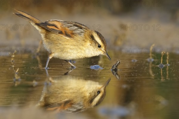 Wren-like Rushbird (Phleocryptes melanops) at waterhole, Santiago Metropolitan, Chile