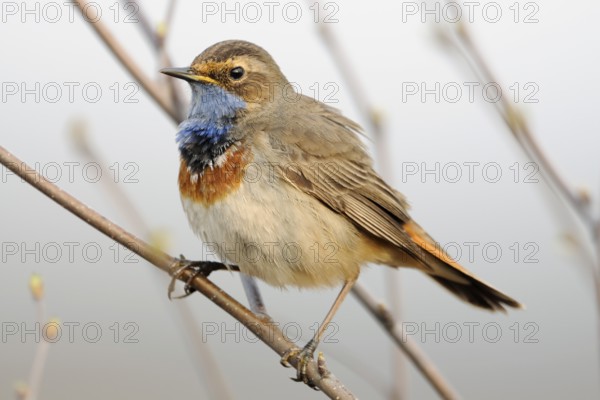 Bluethroat (Luscinia svecica cyanecula) male perched on a twig, Netherlands