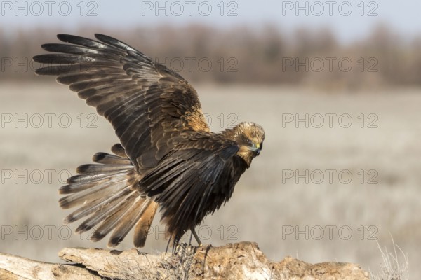 Western Marsh Harrier (Circus aeruginosus) male perched on a stump, Castile-La Mancha, Spain