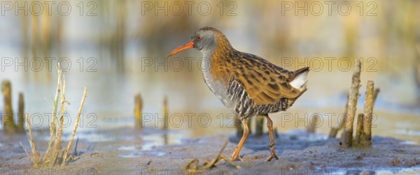 Water rail, (Rallus aquaticus), biotope, habitat, animal, animals, birds, rail family, Der Spieß nature reserve, Worms district, Rhineland-Palatinate, Germany