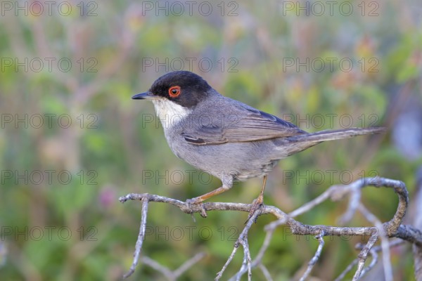 Velvet-headed warbler, (Sylvia melanocephala), warbler family, biotope, habitat, perch, foraging, Lesbos Island, Lesbos, Greece