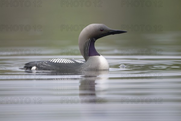 Black-throated Loon (Gavia arctica), Dalarna, Sweden