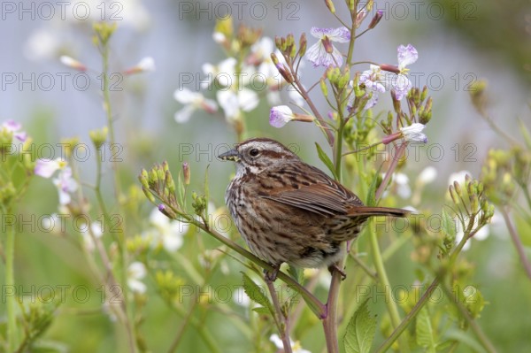 Song Sparrow Melospiza melodia Arcata, California, United States 26 April Adult Emberizidae