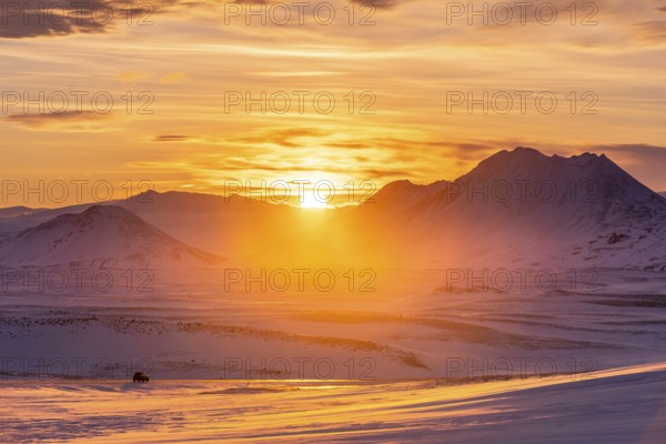 A stunning winter sunset illuminates Iceland's snowy mountains, casting a warm glow across vast, untouched valleys. The serene landscape highlights the beauty of Iceland's wilderness