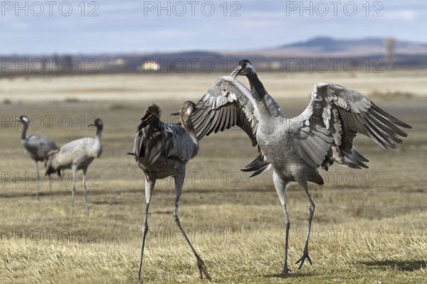 Common Crane (Grus grus), Laguna de Gallocanta, Spain