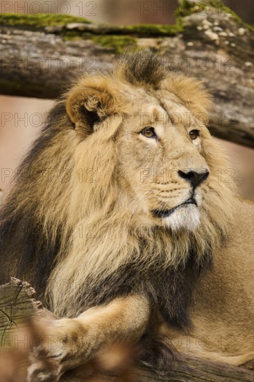 Asiatic lion (Panthera leo persica) portrait, lying, Germany