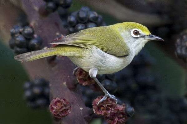 Christmas White-eye (Zosterops natalis), Christmas Island, Australia